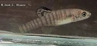 Scaleless killifish (Aphanius asquamatus)