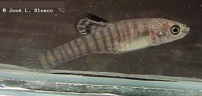 Scaleless killifish (Aphanius asquamatus)