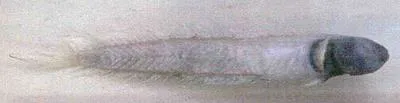 Scaleless worm goby (Caragobius urolepis)
