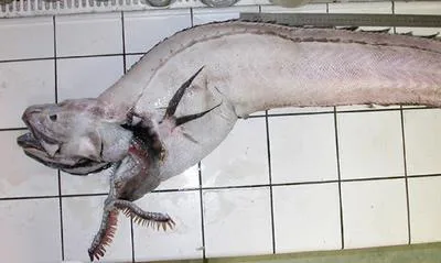 Scaleline cusk (Lamprogrammus shcherbachevi)