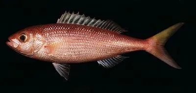 Scalemouth jobfish (Parapristipomoides squamimaxillaris)