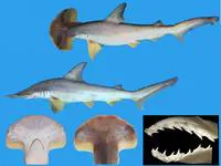 Scalloped bonnethead (Sphyrna corona)