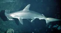 Scalloped hammerhead (Sphyrna lewini)