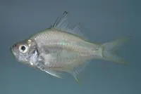 Scalloped perchlet (Ambassis nalua)