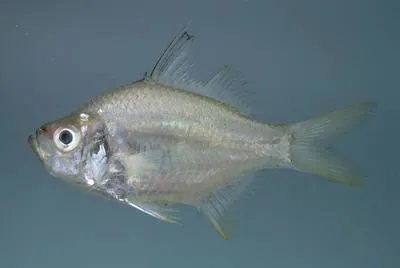 Scalloped perchlet (Ambassis nalua)