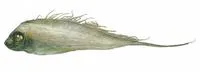 Scalloped ribbonfish (Zu cristatus)