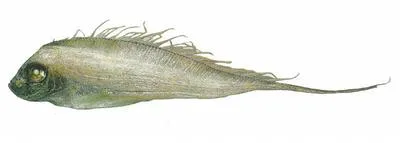 Scalloped ribbonfish (Zu cristatus)