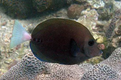 Scalpel sawtail (Prionurus scalprum)