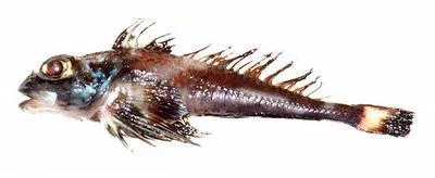 Scaly-belly sculpin (Icelus perminovi)