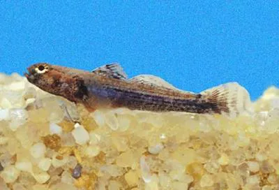 Scaly boy (Aboma etheostoma)