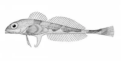 Scaly breasted sculpin (Triglops xenostethus)