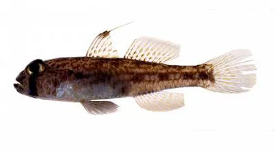 Scaly cheek-hook goby (Ancistrogobius squamiceps)