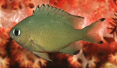 Scaly chromis (Chromis lepidolepis)