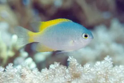 Scaly damsel (Pomacentrus lepidogenys)