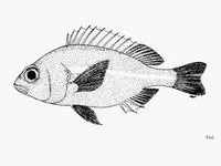 Scaly dwarf monocle bream (Parascolopsis townsendi)