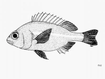 Scaly dwarf monocle bream (Parascolopsis townsendi)