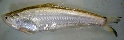 Scaly hairfin anchovy (Setipinna taty)