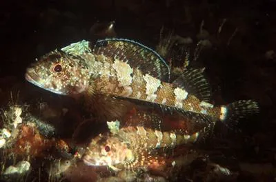 Scaly-headed triplefin (Karalepis stewarti)