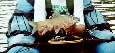 Scaly (Labeobarbus natalensis)