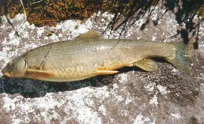 Scaly osman (Diptychus maculatus)