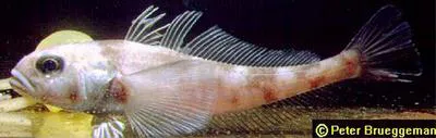 Scaly rockcod (Trematomus loennbergii)