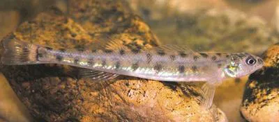 Scaly sand darter (Ammocrypta vivax)