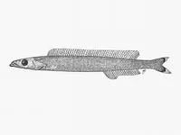 Scaly sandlance (Ammodytoides renniei)