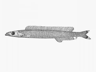 Scaly sandlance (Ammodytoides renniei)