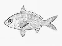 Scaly snouted silver-biddy (Gerres baconensis)