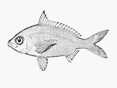 Scaly snouted silver-biddy (Gerres baconensis)