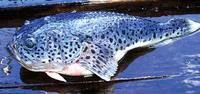Scaly stargazer (Pleuroscopus pseudodorsalis)
