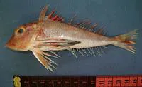 Scalybreast gurnard (Lepidotrigla faurei)