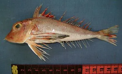 Scalybreast gurnard (Lepidotrigla faurei)
