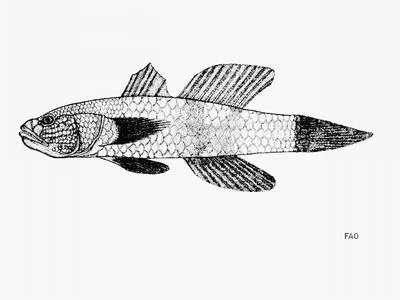 Scalycheek goby (Aulopareia janetae)