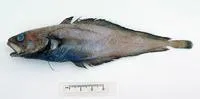 Scalyfin cod (Physiculus therosideros)