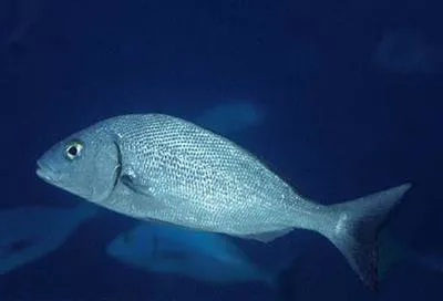 Scalyfin grunt (Orthopristis lethopristis)