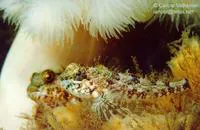 Scalyhead sculpin (Artedius harringtoni)