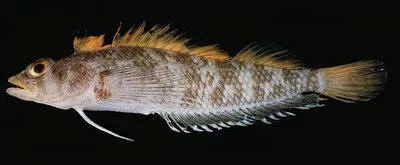Scalyhead Triplefin (Norfolkia squamiceps)