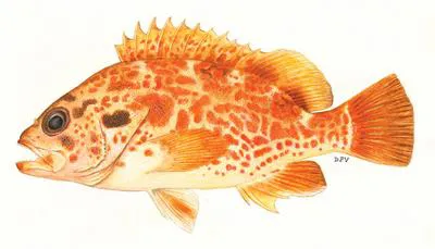 Scalyjaw koester (Acanthistius joanae)