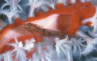 Scalynape goby (Pleurosicya annandalei)