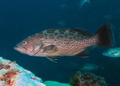 Scamp (Mycteroperca phenax)
