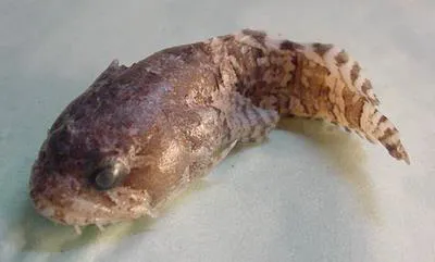 Scarecrow toadfish (Opsanus phobetron)