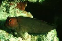 Scarface blenny (Cirripectes vanderbilti)
