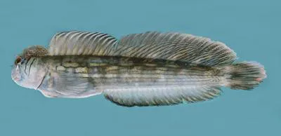 Scarface rockskipper (Istiblennius pox)