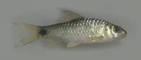 Scarlet-banded barb (Puntius amphibius)