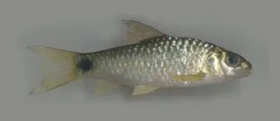 Scarlet-banded barb (Puntius amphibius)