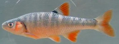 Scarlet shiner (Lythrurus fasciolaris)