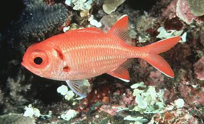 Scarlet soldierfish (Myripristis pralinia)