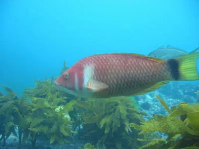 Scarlet wrasse (Pseudolabrus miles)