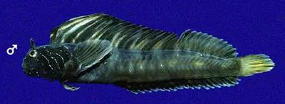 Scarletfin blenny (Coralliozetus micropes)